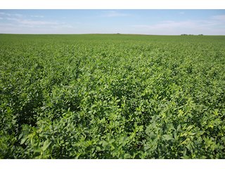 Property photo 120 - LAND AUCTION, 3255+/- Acres offered in 13 Tracts
